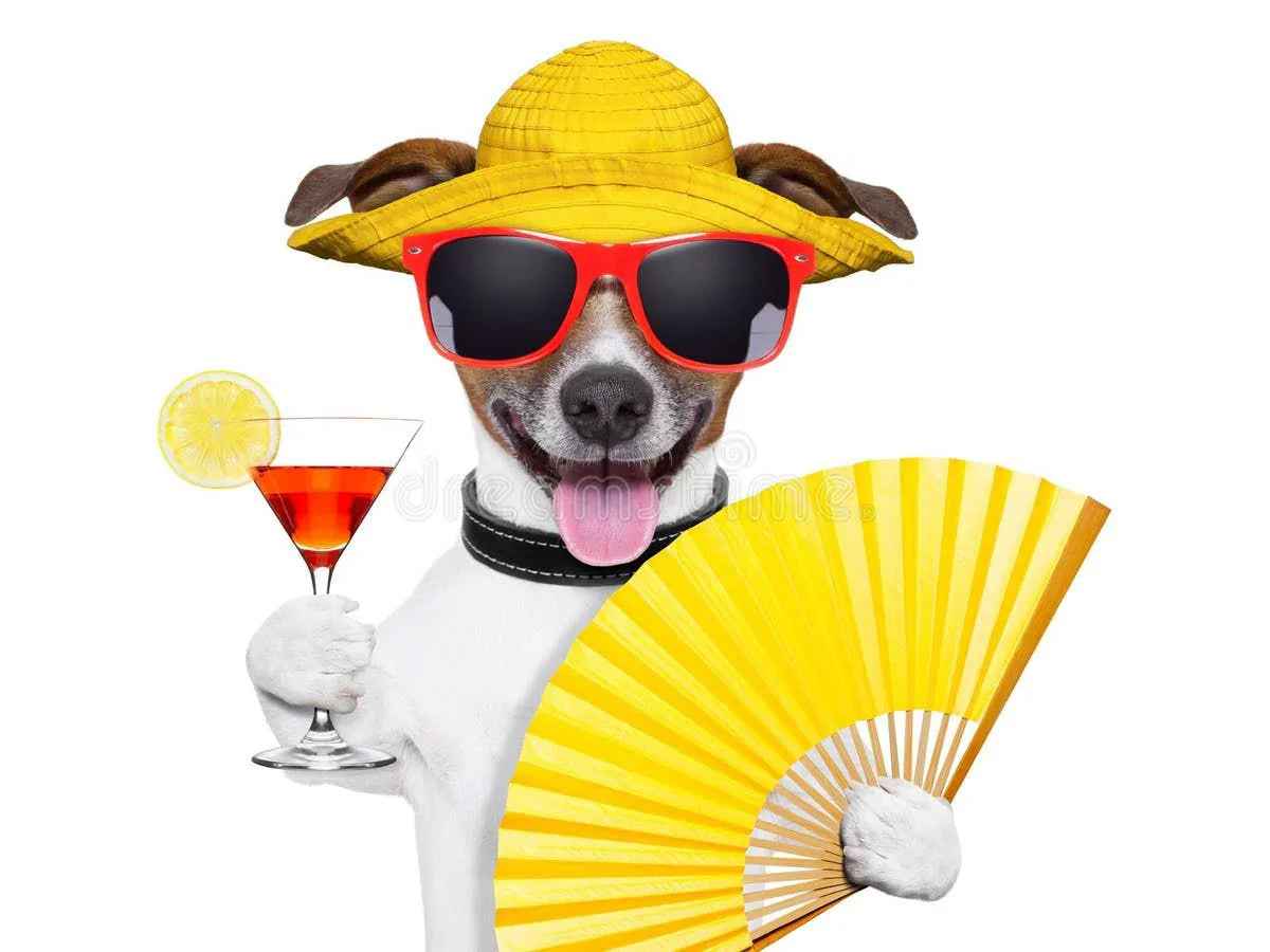 How to Prevent and Treat Heatstroke in Dogs: Essential Summer Pet Care Tips - Paw Charge