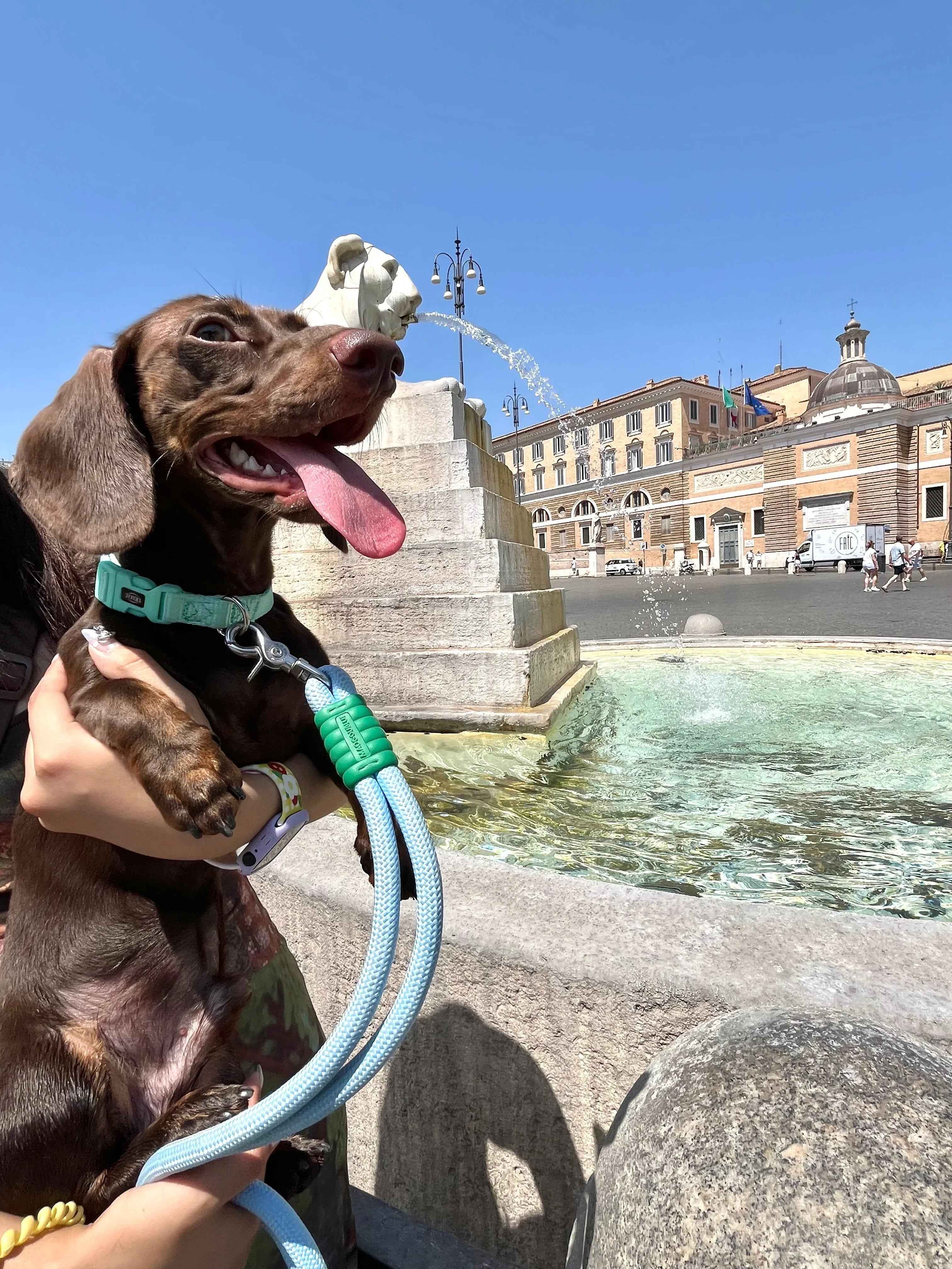 🐾 Why Pet Travel Gear Matters More Than Ever: A 2025 Guide to Safe, Stylish Adventuresun - Paw Charge