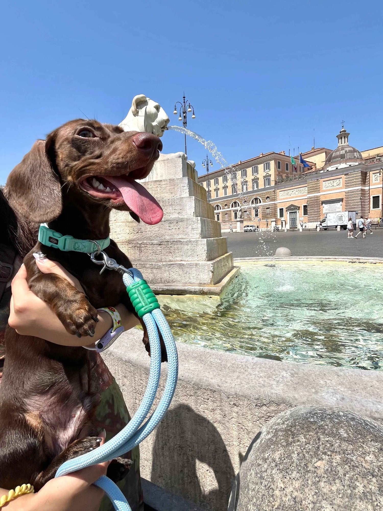 🐾 Why Pet Travel Gear Matters More Than Ever: A 2025 Guide to Safe, Stylish Adventuresun - Paw Charge