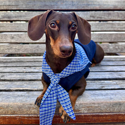 Top Marinaro per Animali – Comfort e Stile Nautico