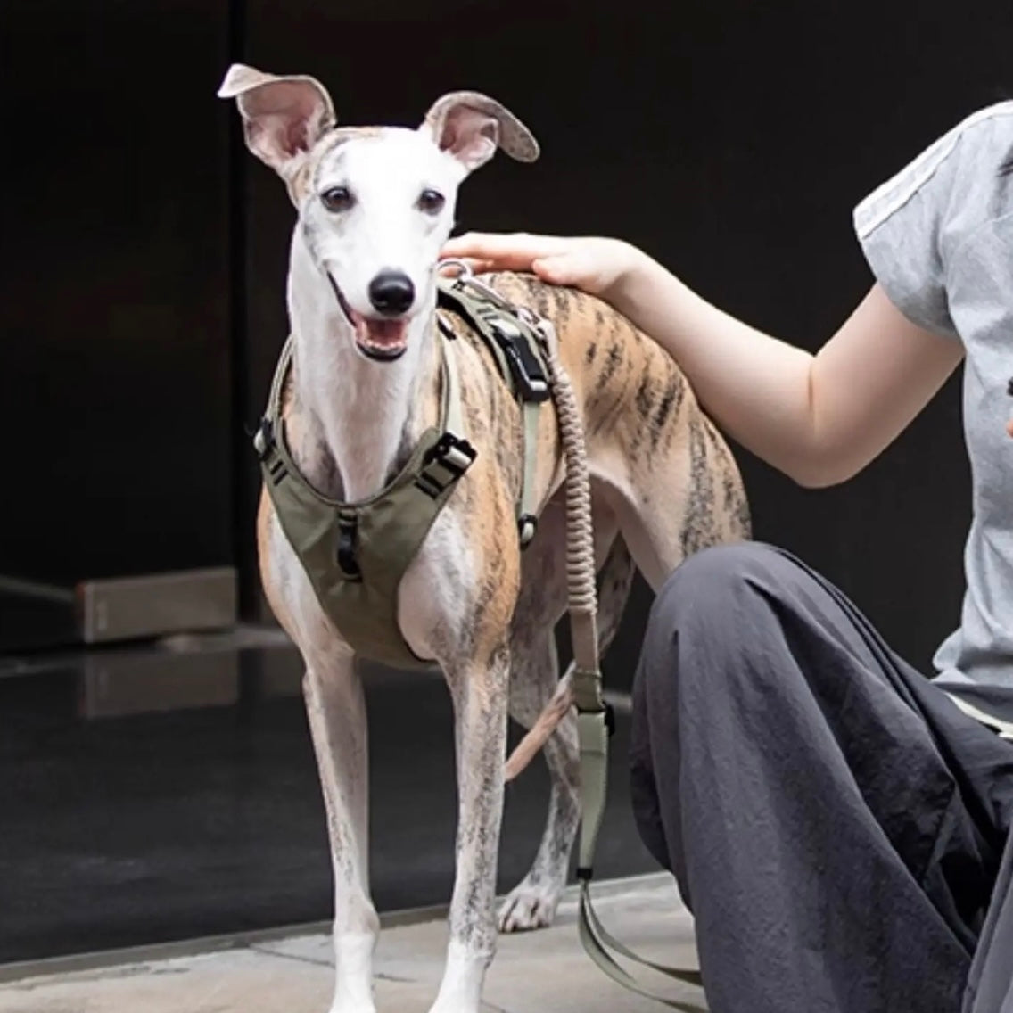 Pettorina Antitrazione per Cani – Ergonomica e Traspirante