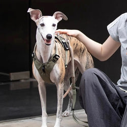 Pettorina Antitrazione per Cani – Ergonomica e Traspirante