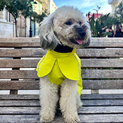 Impermeabile Neon Giallo per Cani con Cappuccio Riflettente e Design a Mantellina