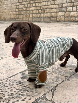 Maglione a Righe Verde e Bianco – Eleganza Vintage e Comfort Accogliente per Pets