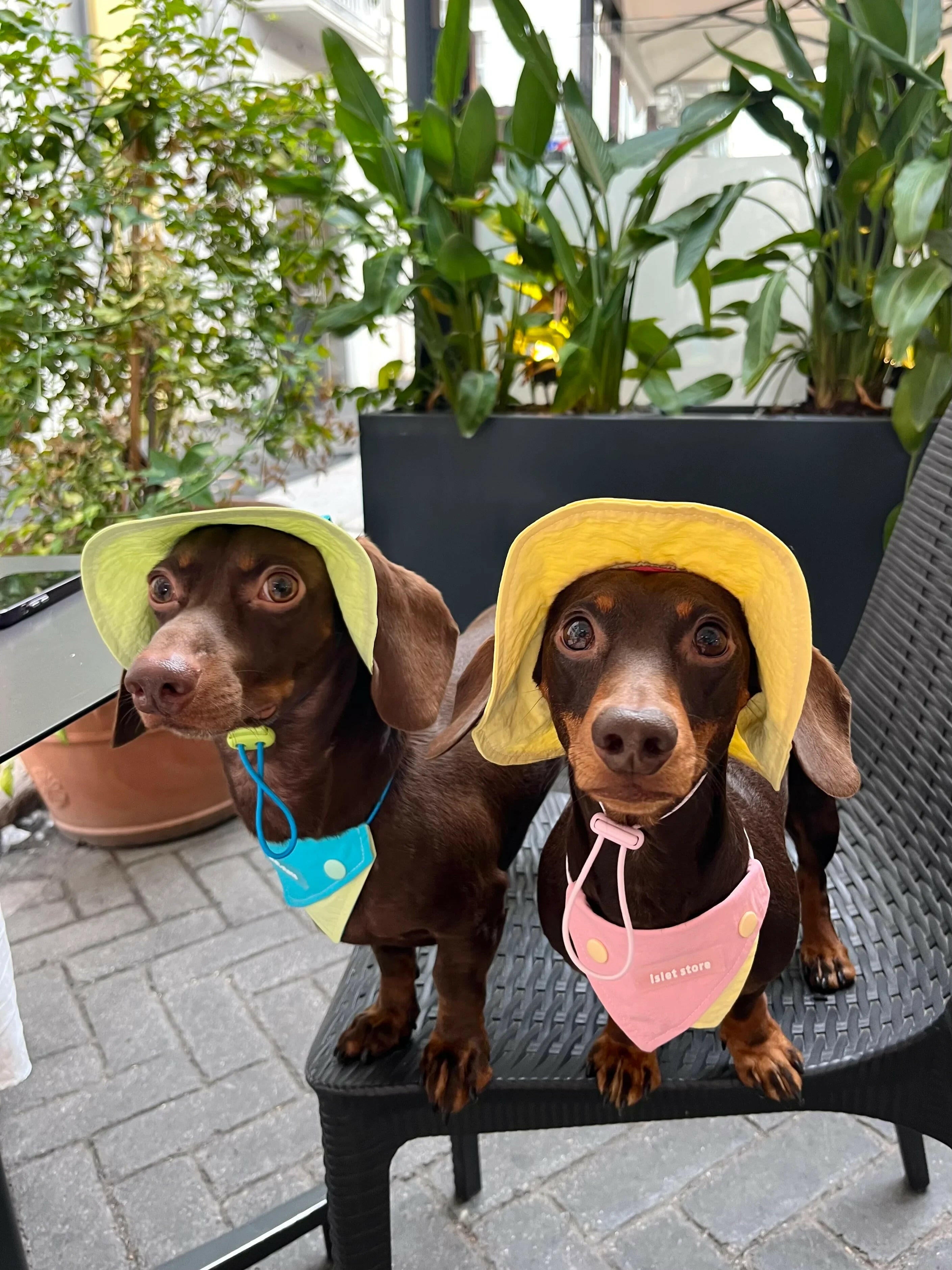 Cappellino e Bandana Rosa per Animali – Protezione Solare Carina e Traspirante