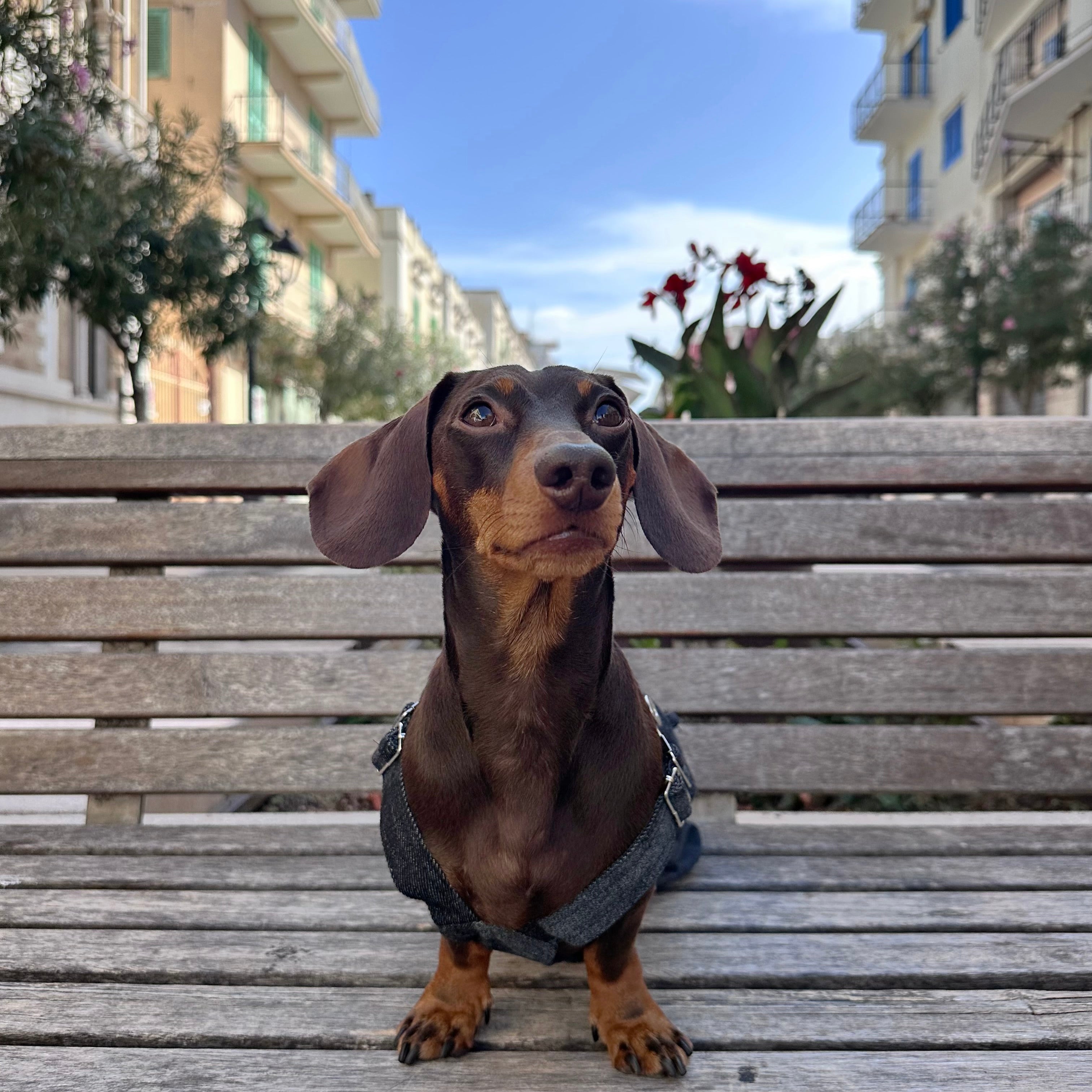 Salopette in Denim Sbiadito Blu Scuro per Animali – Regolabile, Resistente e Traspirante