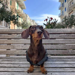 Salopette in Denim Sbiadito Blu Scuro per Animali – Regolabile, Resistente e Traspirante