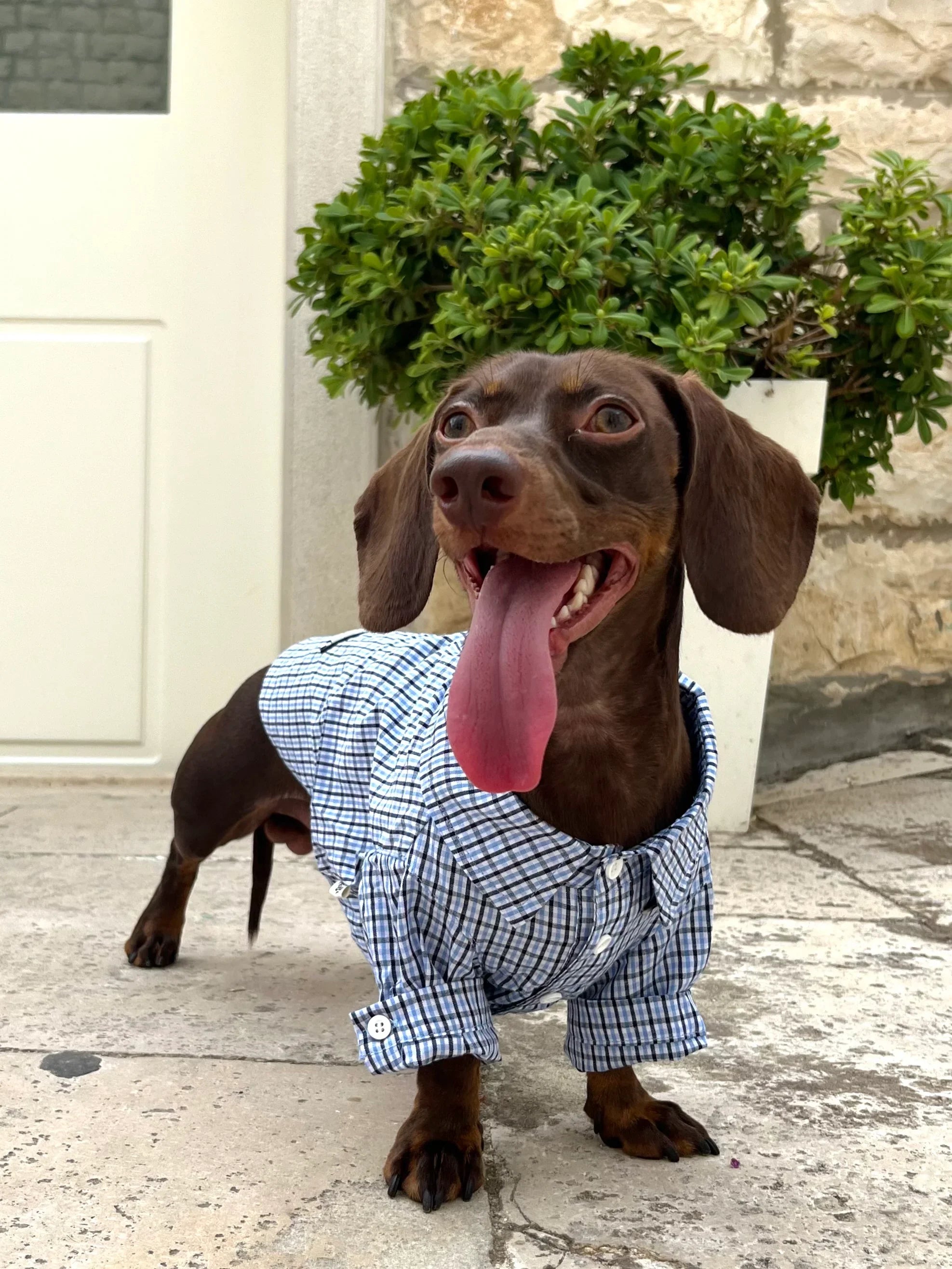 Camicia Elegante a Quadri Blu per Animali – Stile Plaid Traspirante