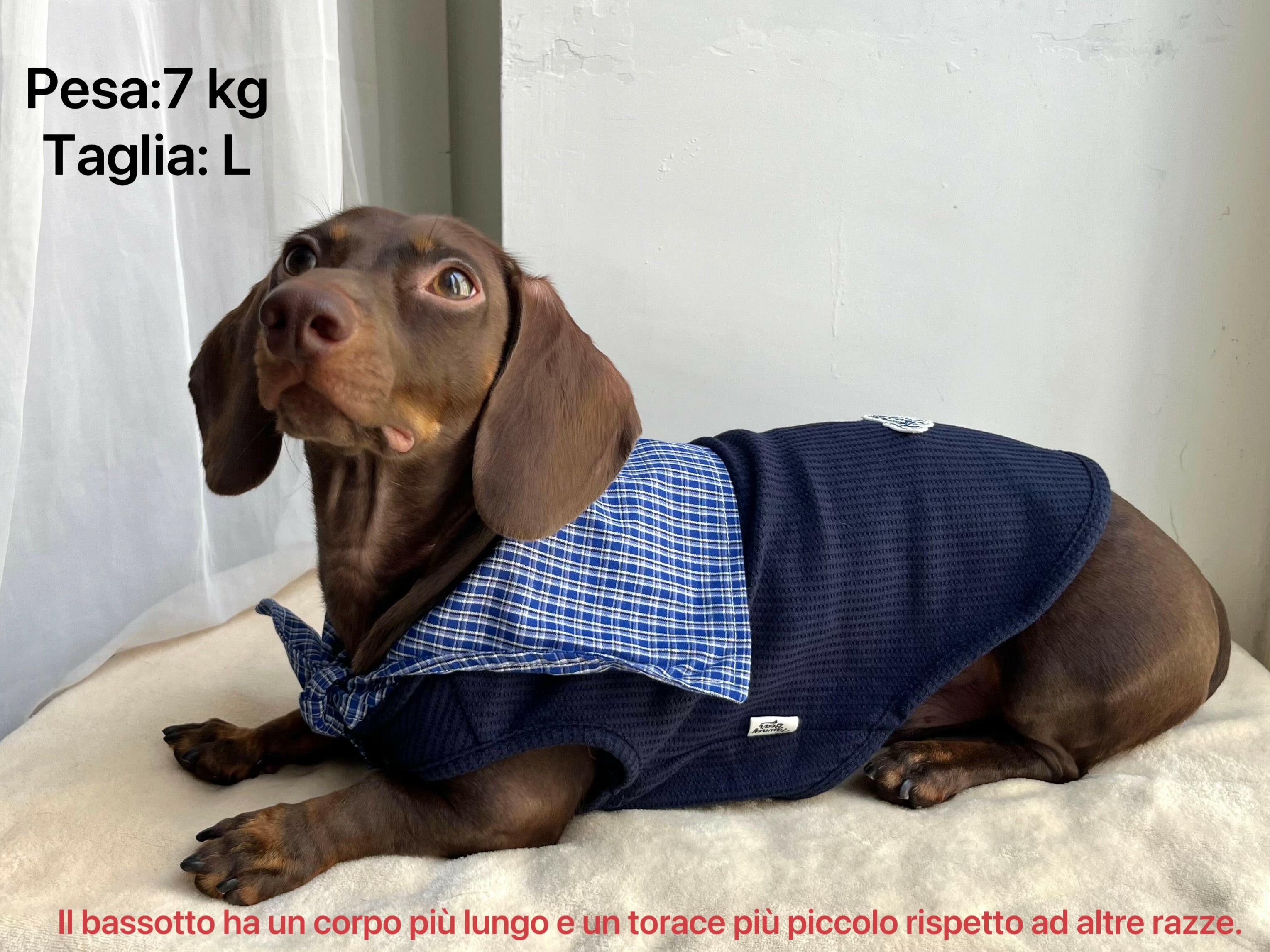 Top Marinaro per Animali – Comfort e Stile Nautico