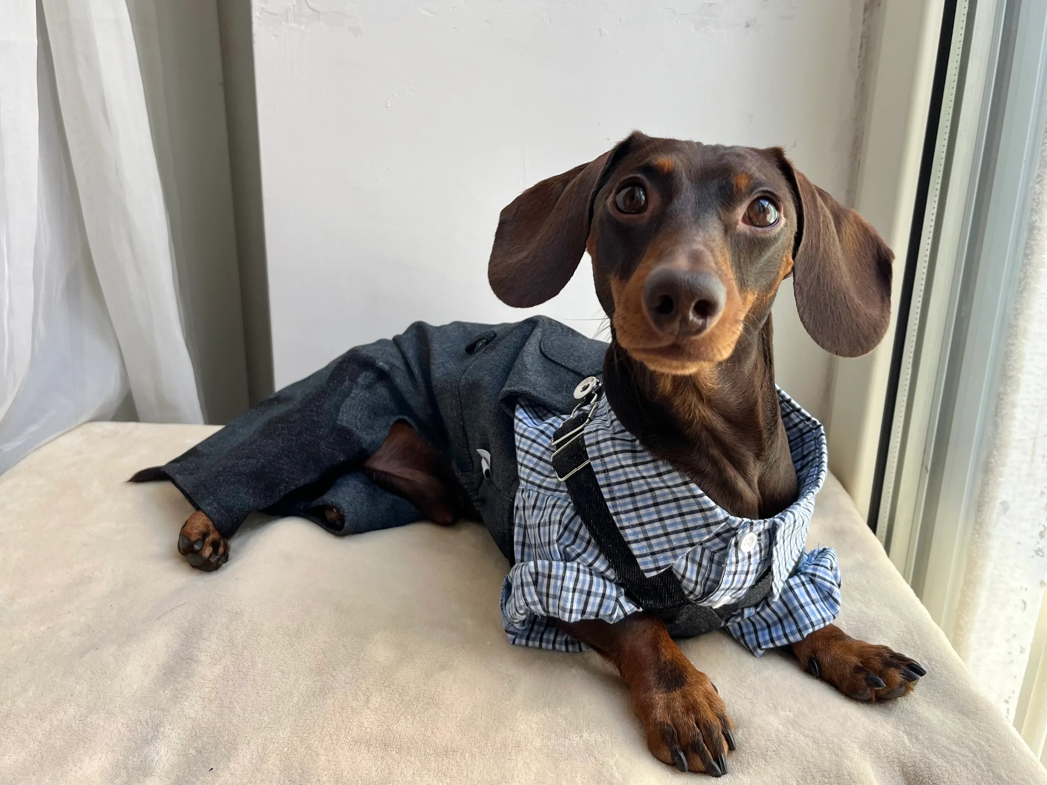 Salopette in Denim Sbiadito Blu Scuro per Animali – Regolabile, Resistente e Traspirante