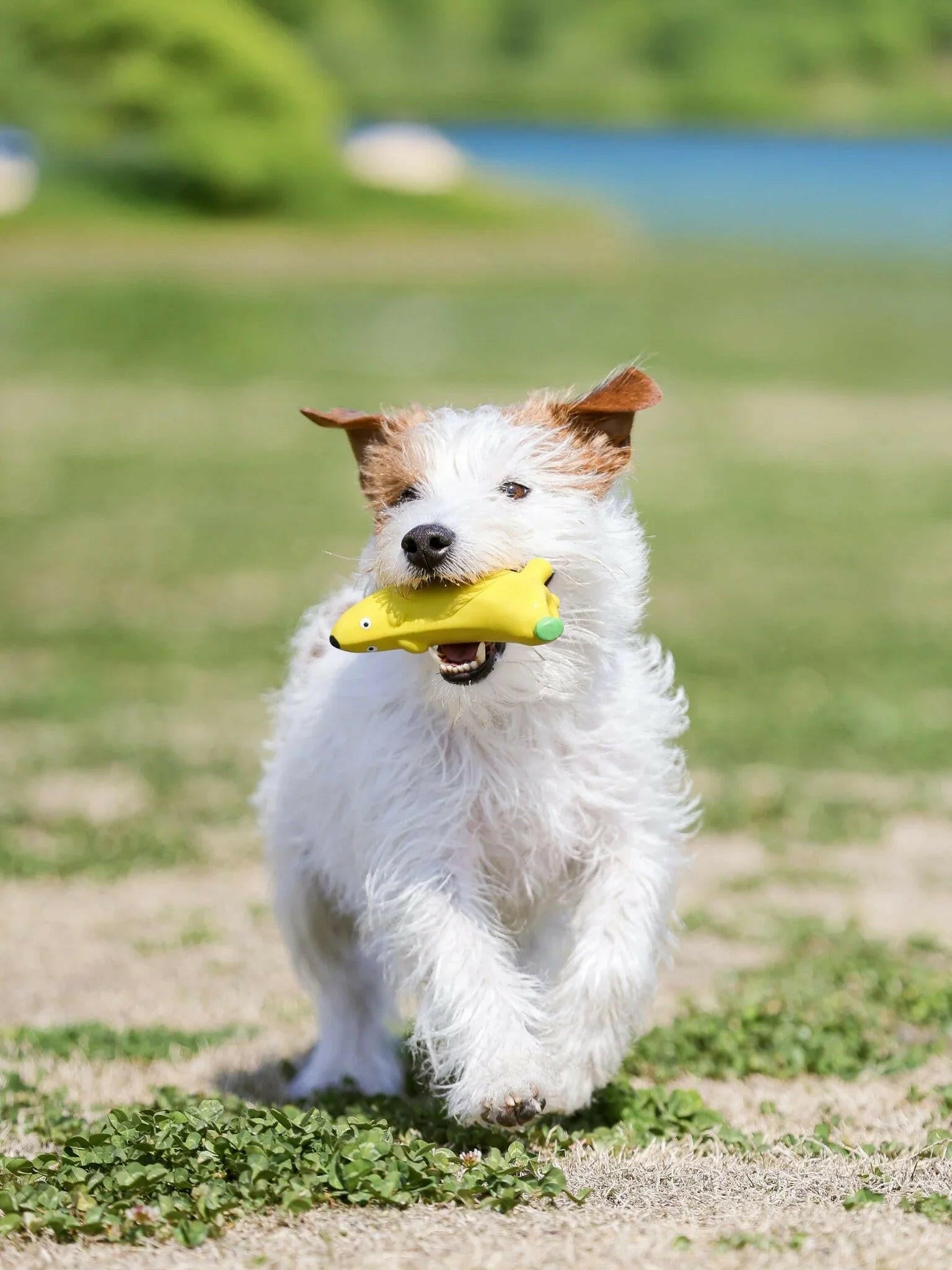 Banana Dog Plush Squeaky Toy – Soft, Durable & Irresistibly Fun - Paw Charge