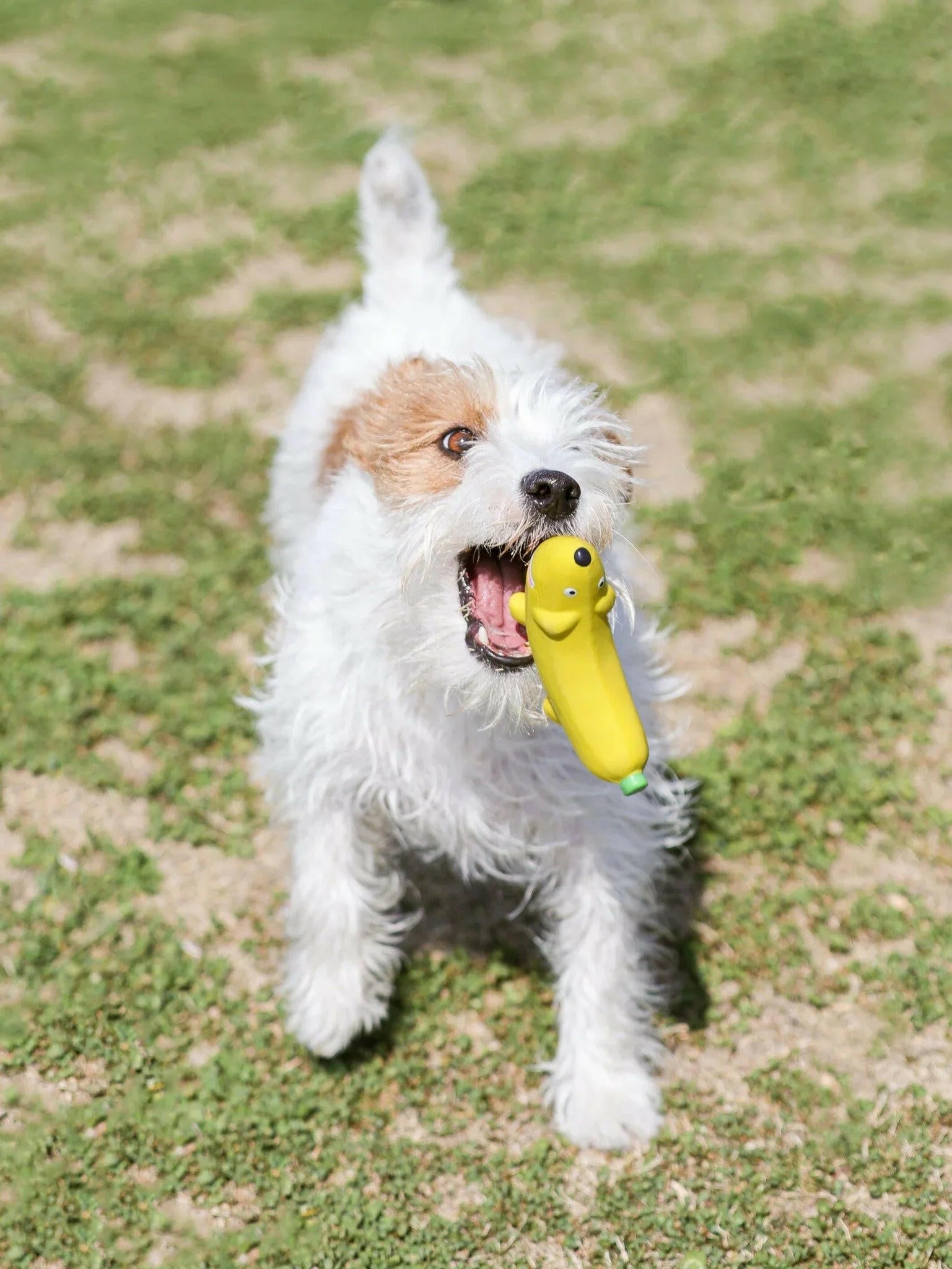 Banana Dog Plush Squeaky Toy – Soft, Durable & Irresistibly Fun - Paw Charge