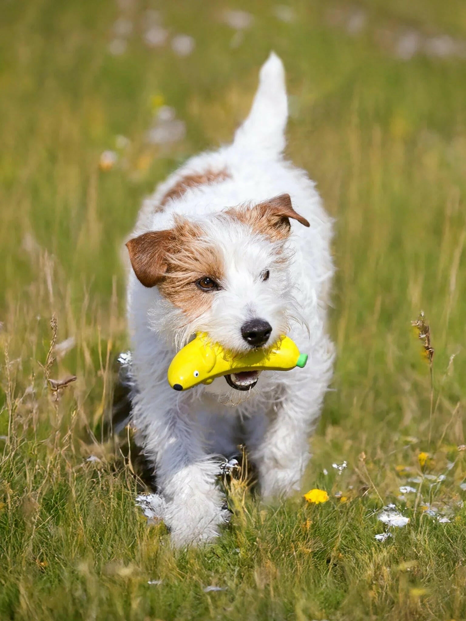 Banana Dog Plush Squeaky Toy – Soft, Durable & Irresistibly Fun - Paw Charge