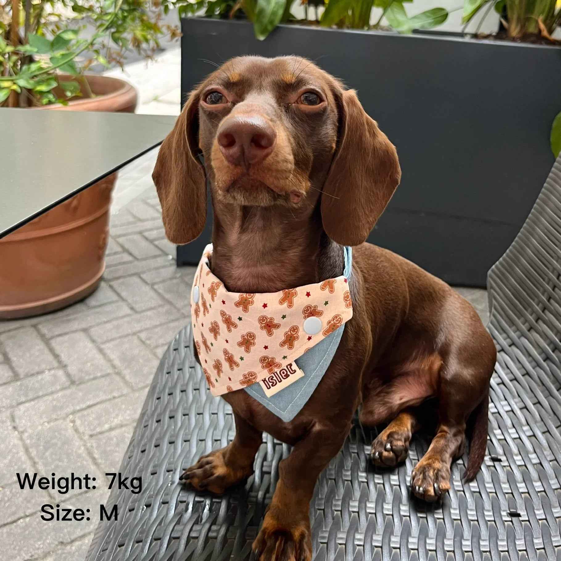 Bandana per Animali con Fantasia Pan di Zenzero – Stile Accogliente per Animali