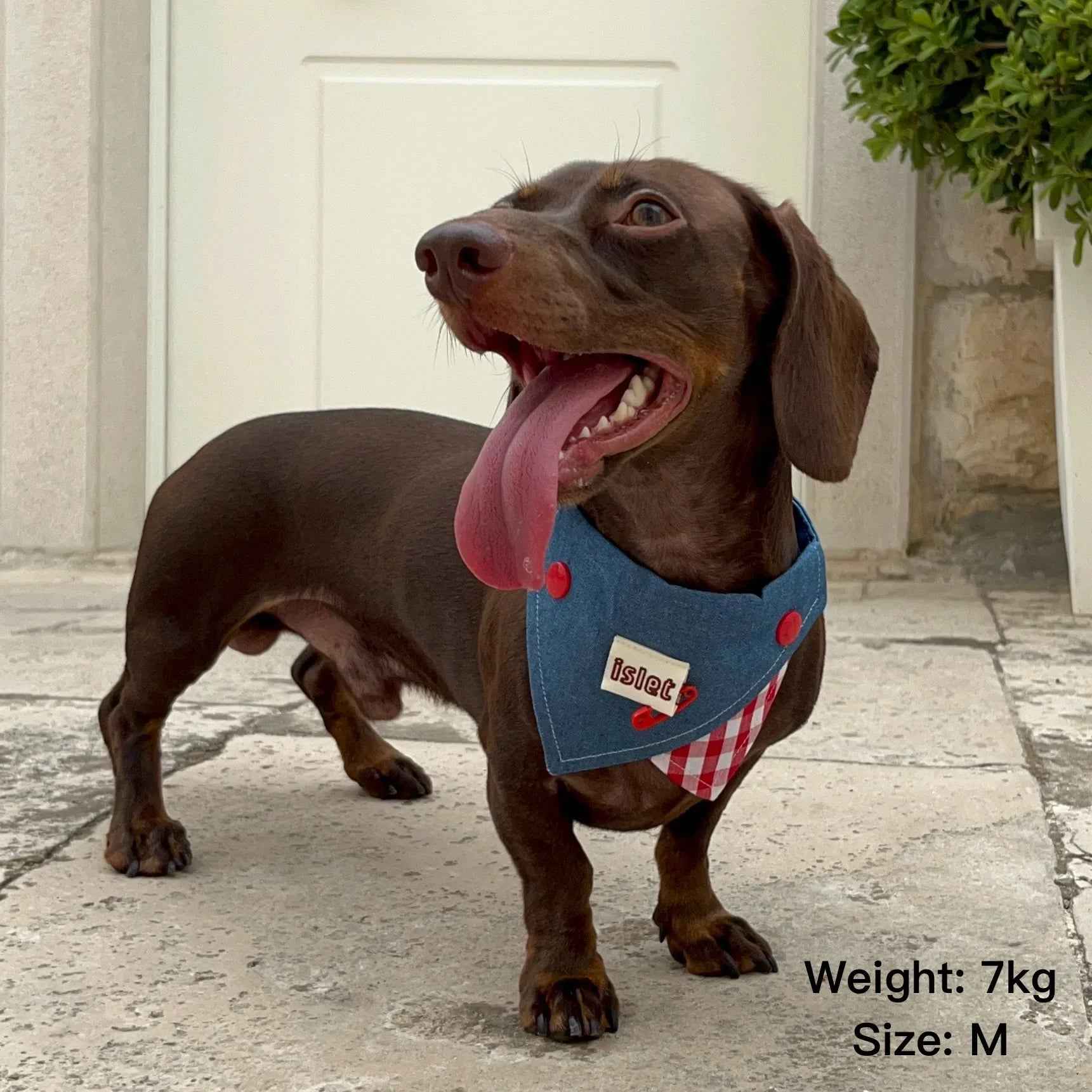 Bandana per Animali in Denim e Quadretti Vintage – Stile Morbido con Audaci Dettagli a Bottoni Rossi