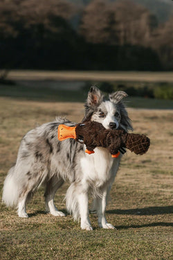 Black Platypus Pet Toy – Quirky, Durable & Perfect for Daily Play - Paw Charge