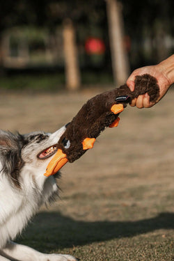 Black Platypus Pet Toy – Quirky, Durable & Perfect for Daily Play - Paw Charge