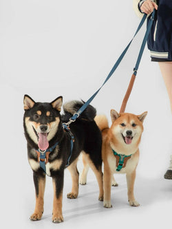 Bobo Series H - Style Dog Harness – Comfortable, Durable & Secure Fit - Paw Charge