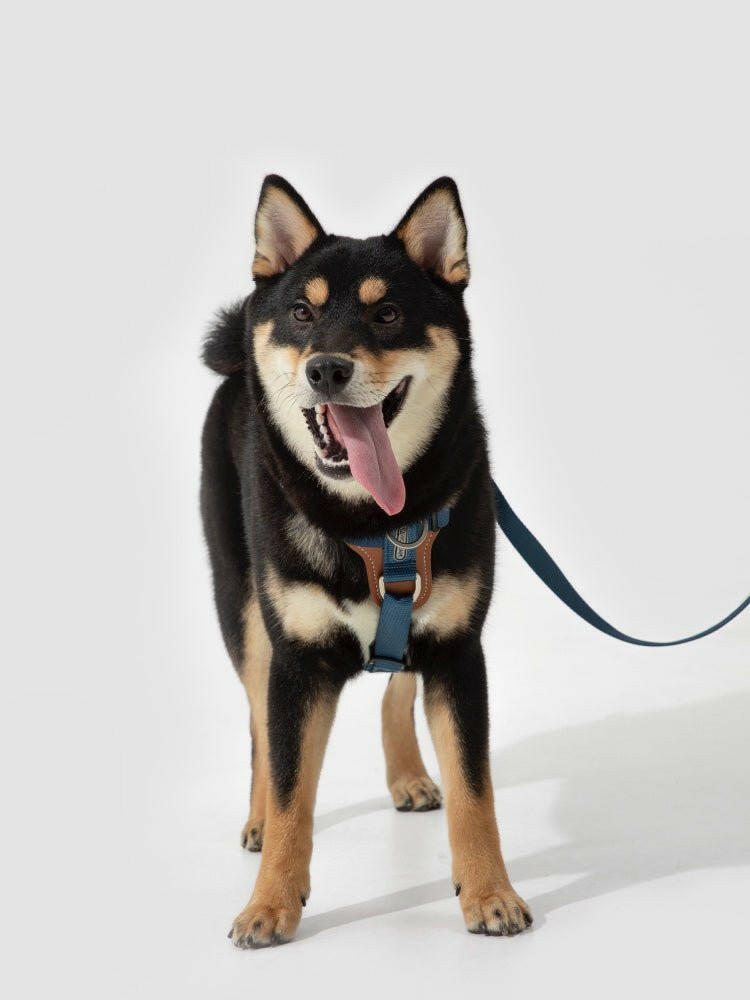 Bobo Series H - Style Dog Harness – Comfortable, Durable & Secure Fit - Paw Charge
