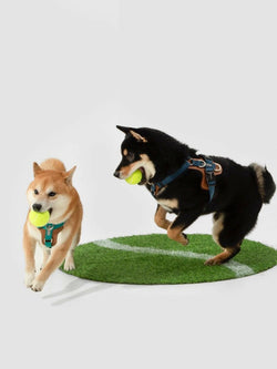 Bobo Series H - Style Dog Harness – Comfortable, Durable & Secure Fit - Paw Charge
