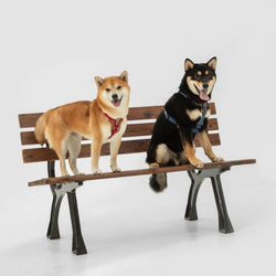 Bobo Series H - Style Dog Harness – Comfortable, Durable & Secure Fit - Paw Charge