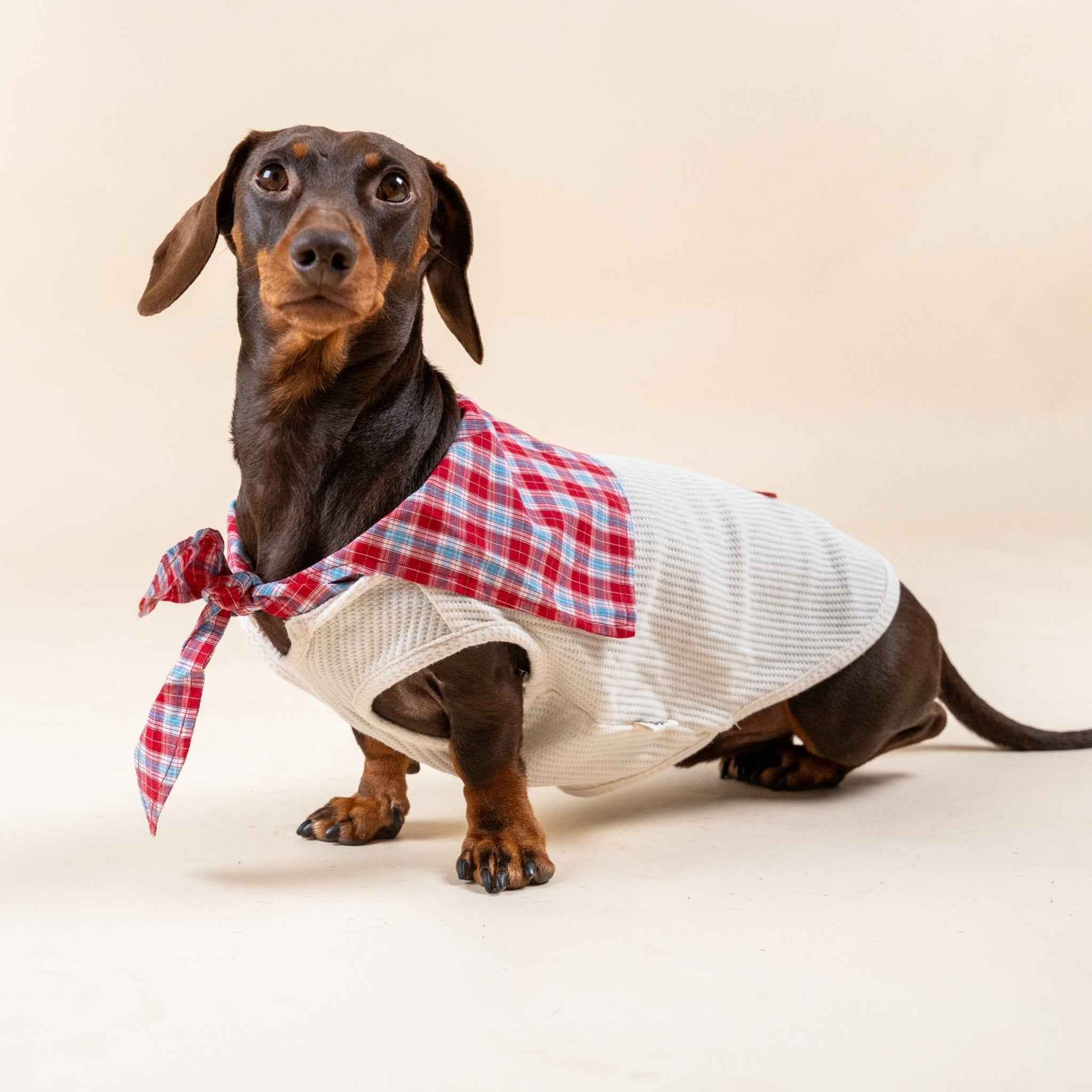 Camicia a Quadretti Rossa per Animali – Morbida Maglietta in Cotone con Colletto a Quadri