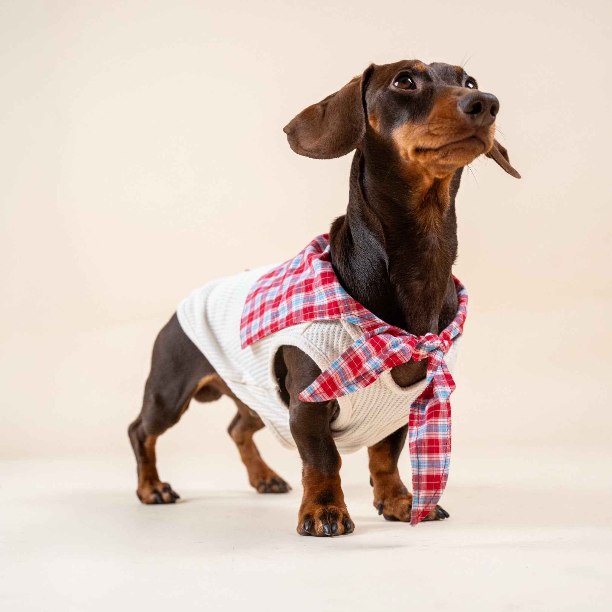 Camicia a Quadretti Rossa per Animali – Morbida Maglietta in Cotone con Colletto a Quadri