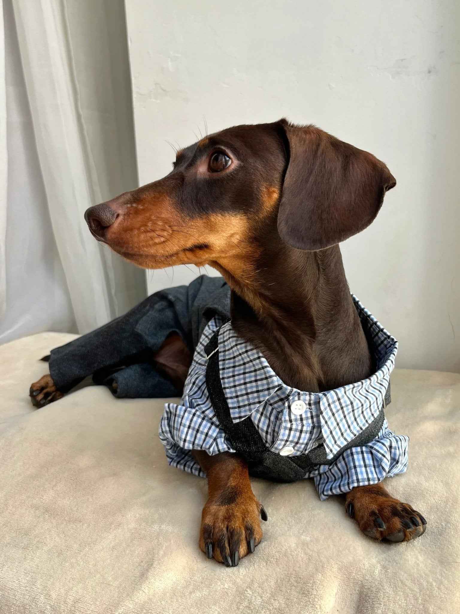 Camicia Elegante a Quadri Blu per Animali – Stile Plaid Traspirante