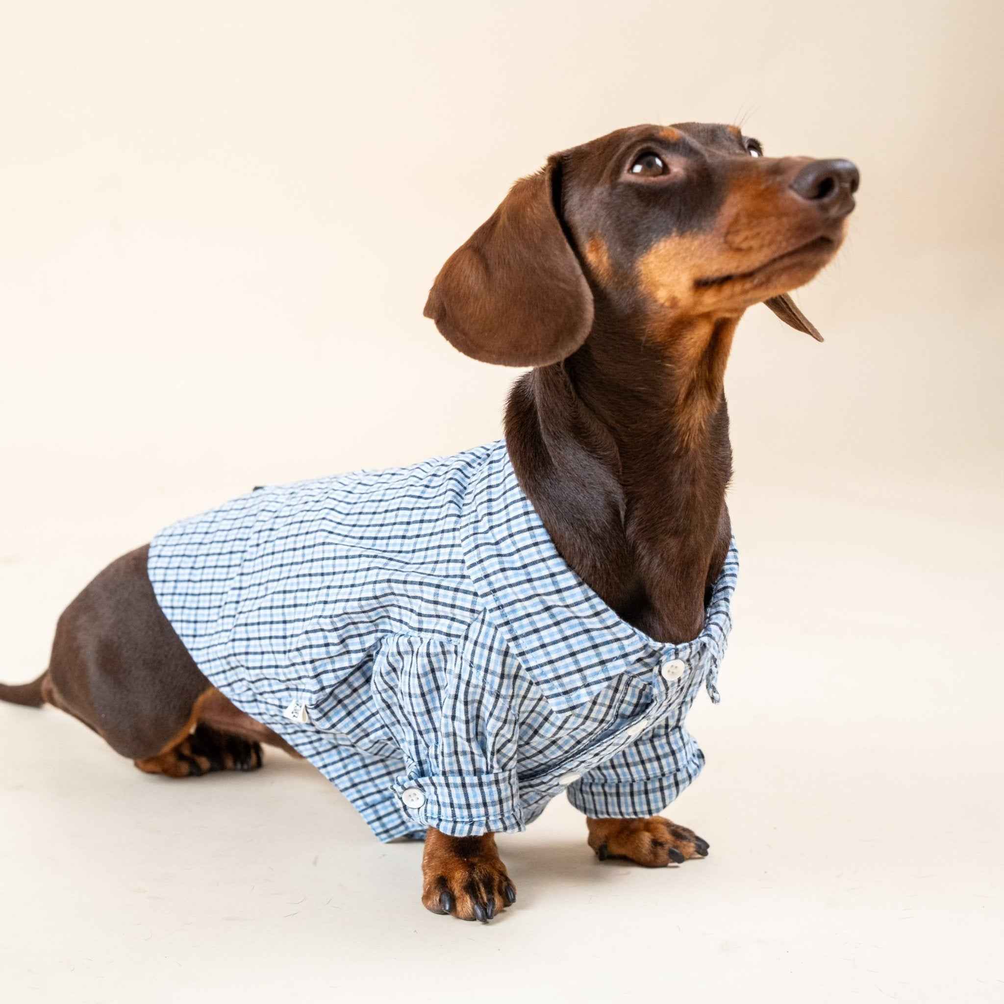 Camicia Elegante a Quadri Blu per Animali – Stile Plaid Traspirante