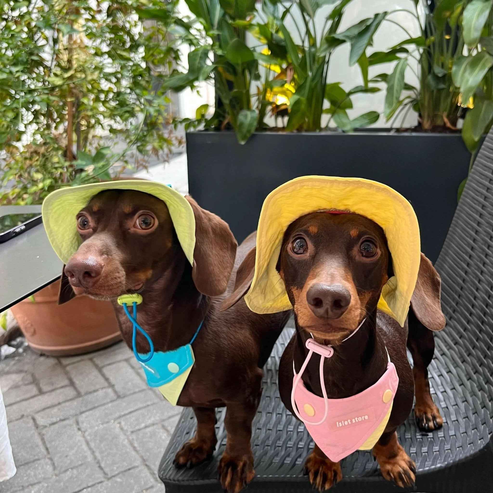 Cappellino e Bandana Pastello per Animali – Protezione Solare alla Moda