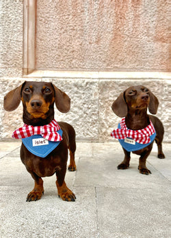 Denim & Gingham Pet Bandana – Rustic Style with a Playful Red Bow - Paw Charge