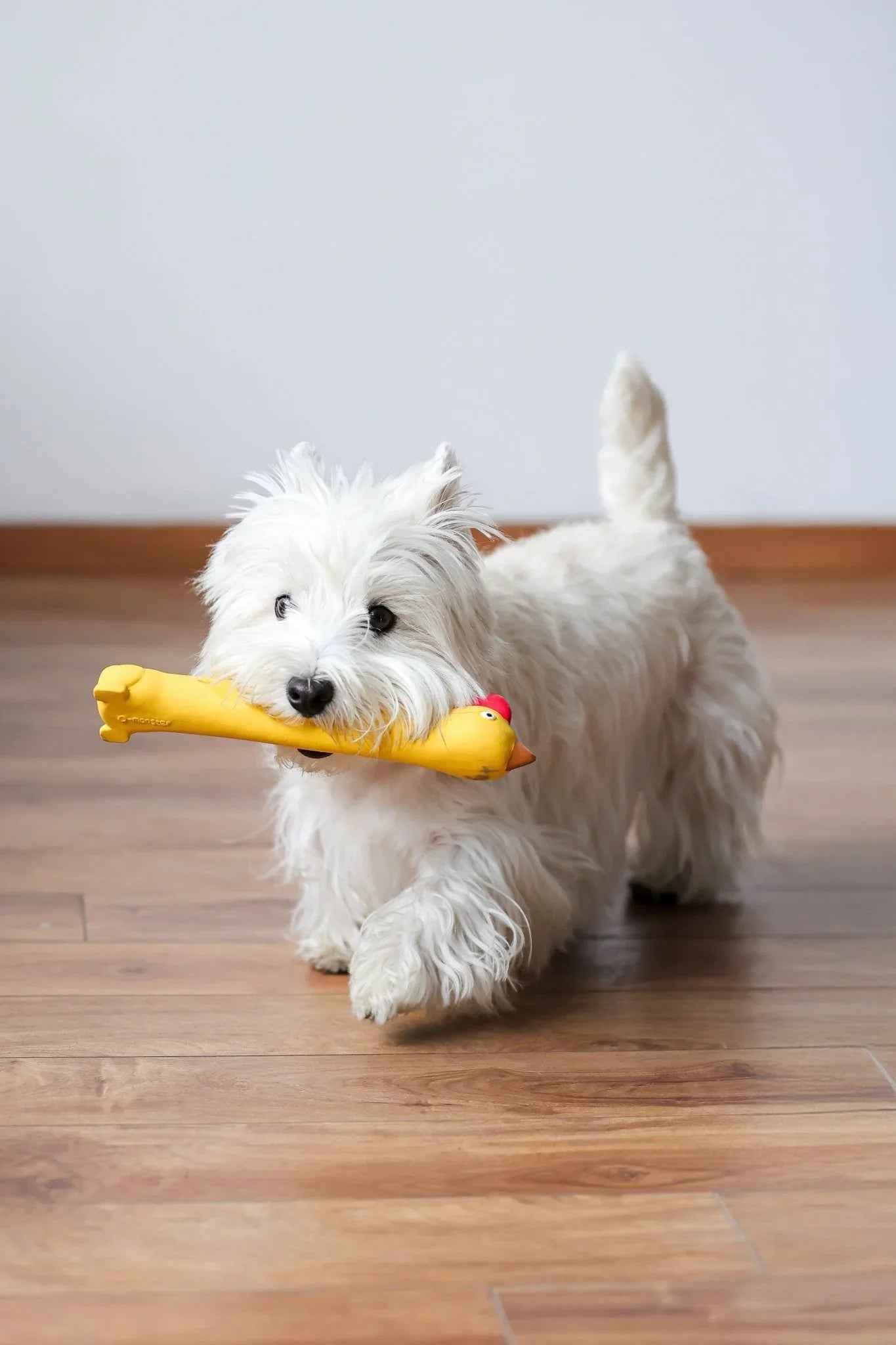 Flying Chicken con Squeaker – Giocattolo da Riporto per Cani Attivi