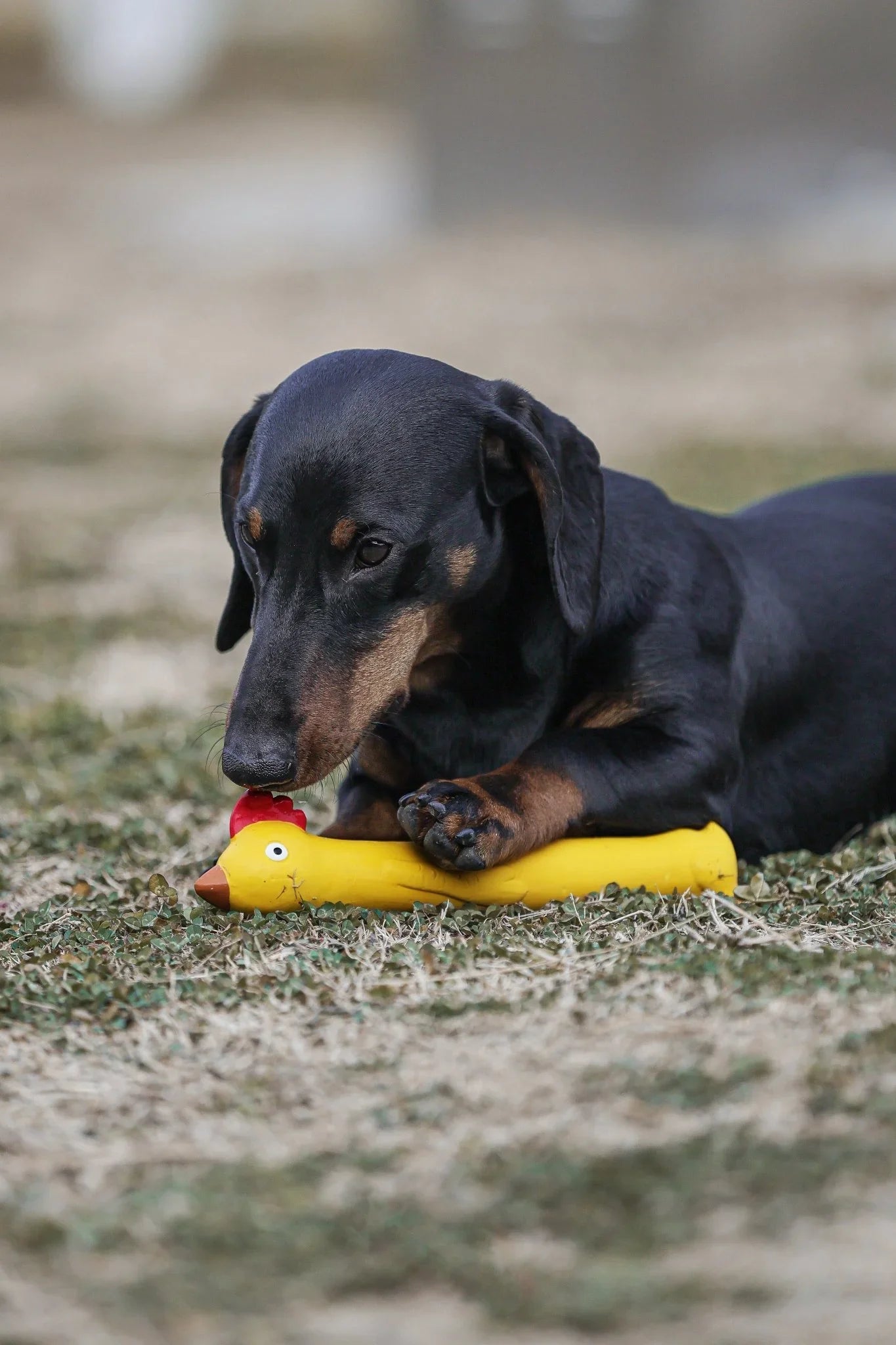 Flying Chicken Squeaky Dog Toy – Tossable, Durable & Fun for Fetch - Paw Charge