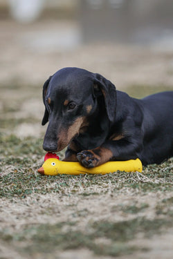Flying Chicken Squeaky Dog Toy – Tossable, Durable & Fun for Fetch - Paw Charge