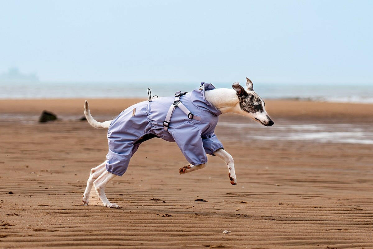 Light Purple Full - Body Dog Raincoat – Waterproof, Reflective & Lightweight - Paw Charge