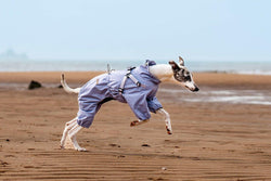 Light Purple Full - Body Dog Raincoat – Waterproof, Reflective & Lightweight - Paw Charge