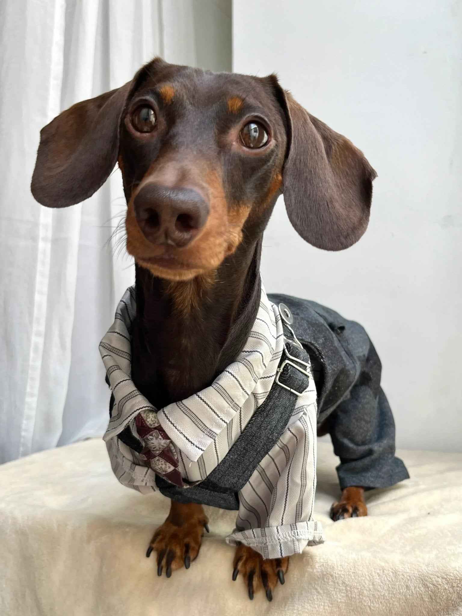 Maglietta a Righe Vintage per Animali con Cravattino Classico – Look Raffinato per Animali