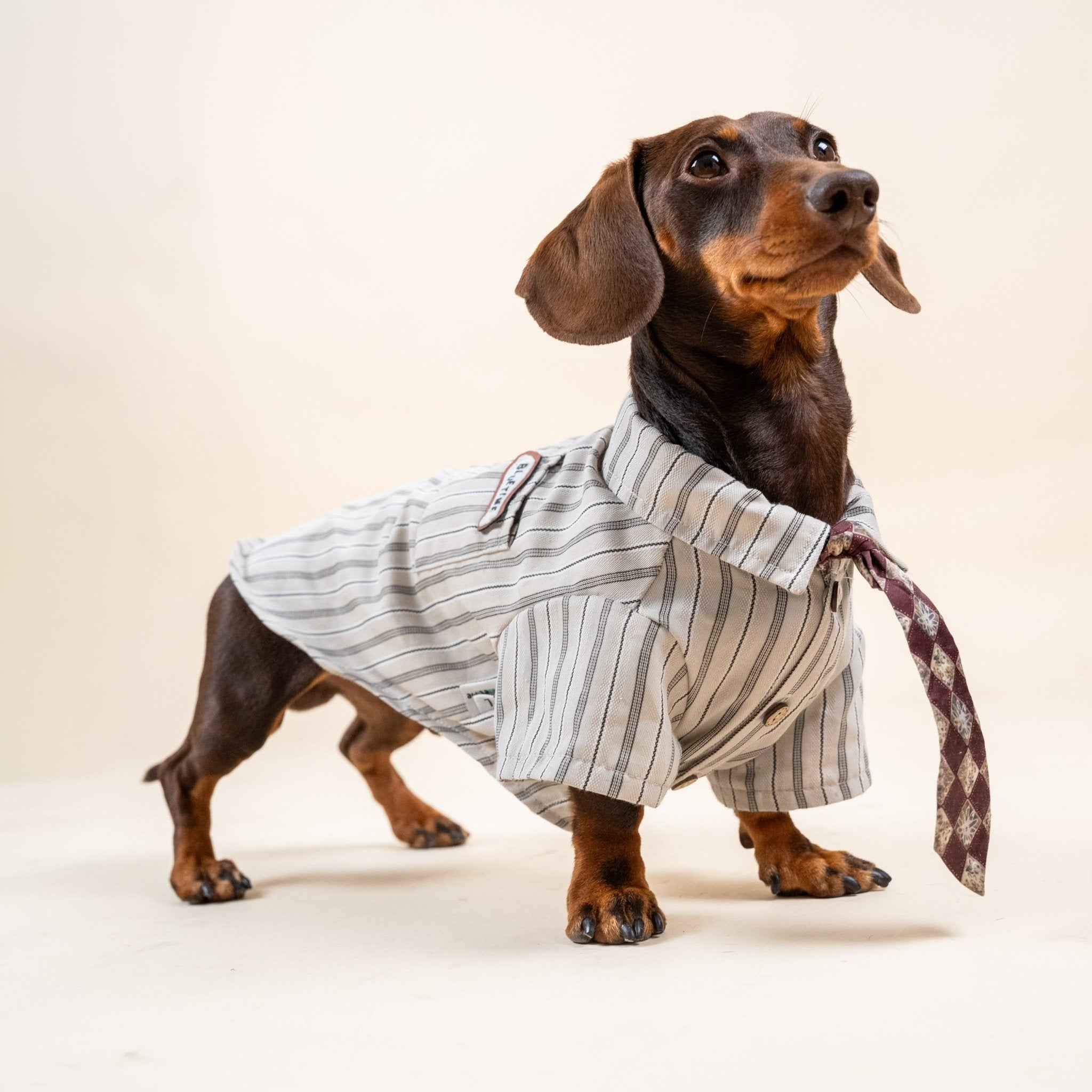 Maglietta a Righe Vintage per Animali con Cravattino Classico – Look Raffinato per Animali