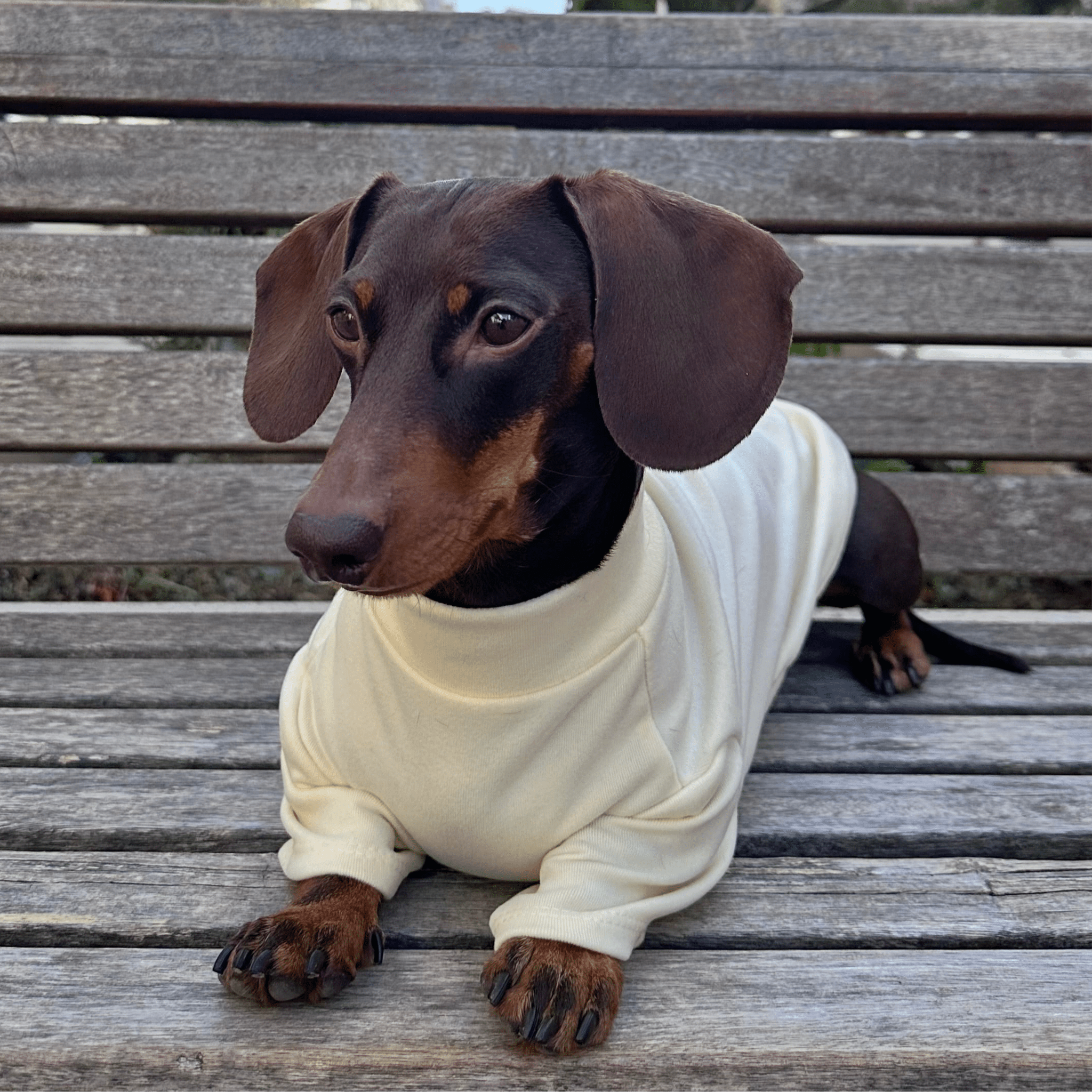 Maglietta Base Giallo Crema per Animali — Morbida, Elastico e Traspirante - Paw Charge