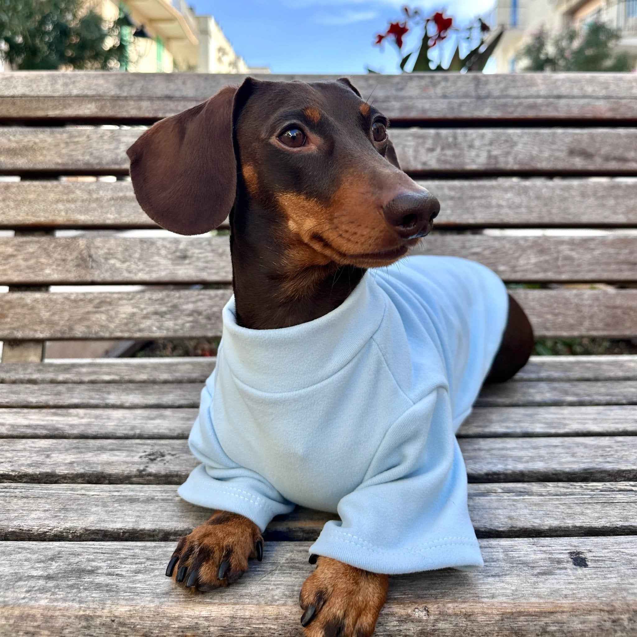 Maglietta Celeste per Animali – Morbida e Traspirante per l’Uso Quotidiano di pets