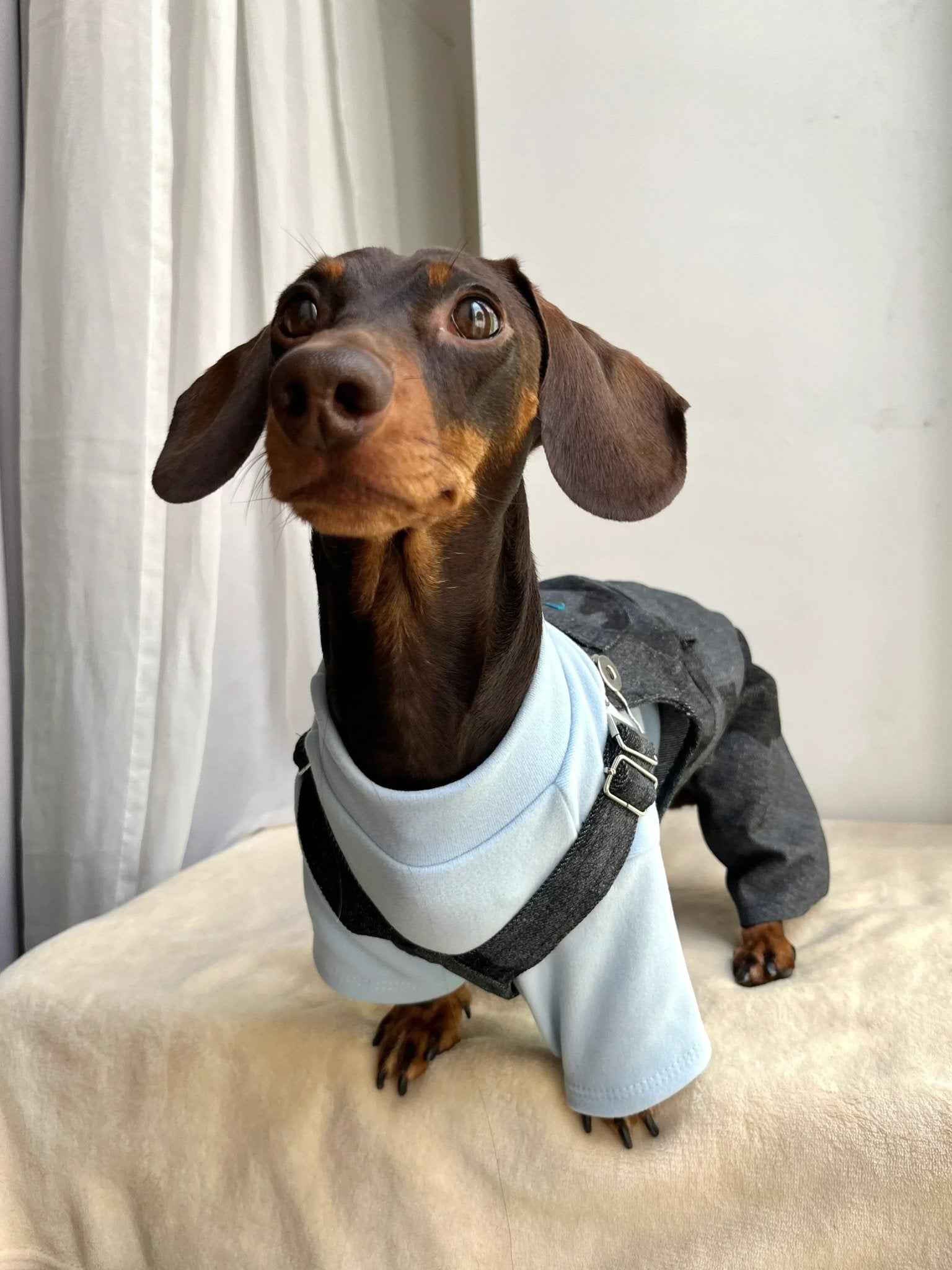 Maglietta Celeste per Animali – Morbida e Traspirante per l’Uso Quotidiano di pets