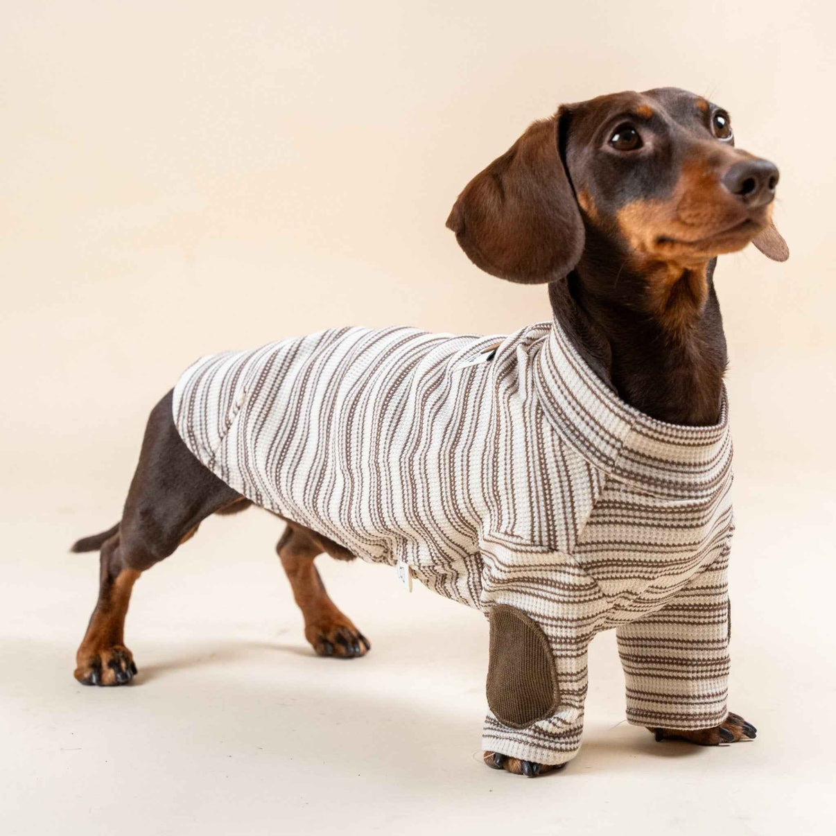 Maglione a Righe Avorio e Caramello – Fascino Accademico Vintage e Comfort Accogliente per  Pets