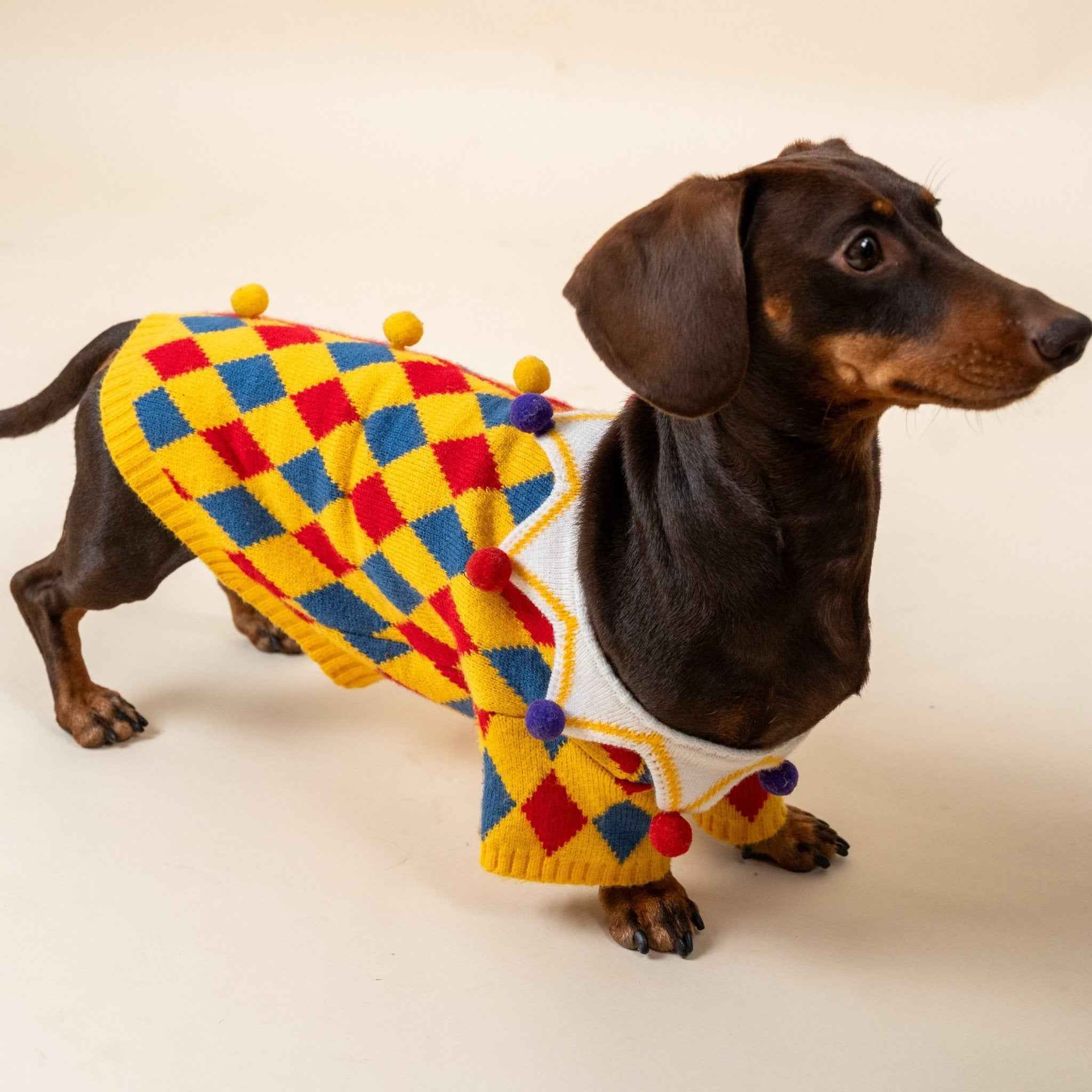 Maglione da Clown per cani in stile circo – Morbido, Elastico,Caldo e dal Design Unico