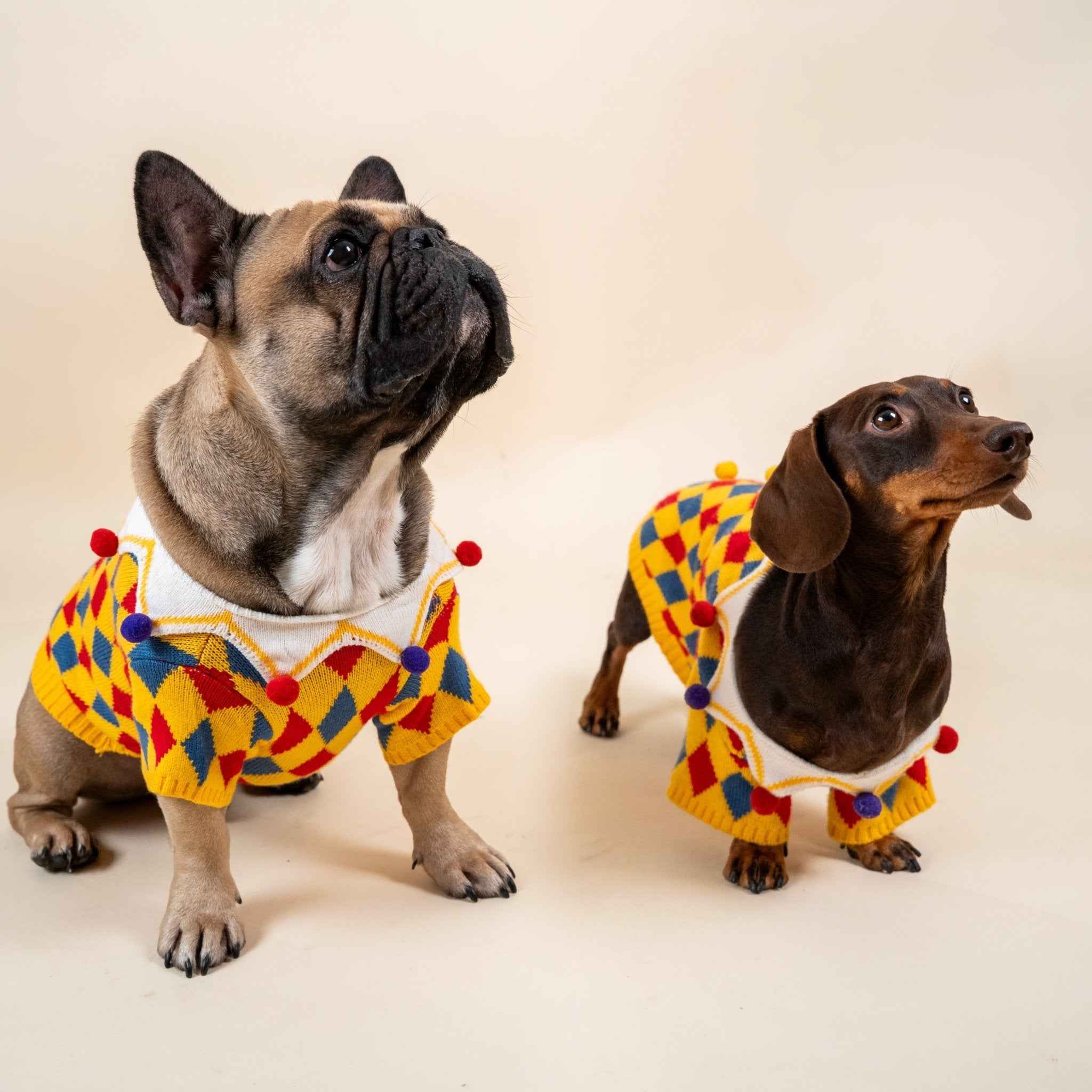 Maglione da Clown per cani in stile circo – Morbido, Elastico,Caldo e dal Design Unico