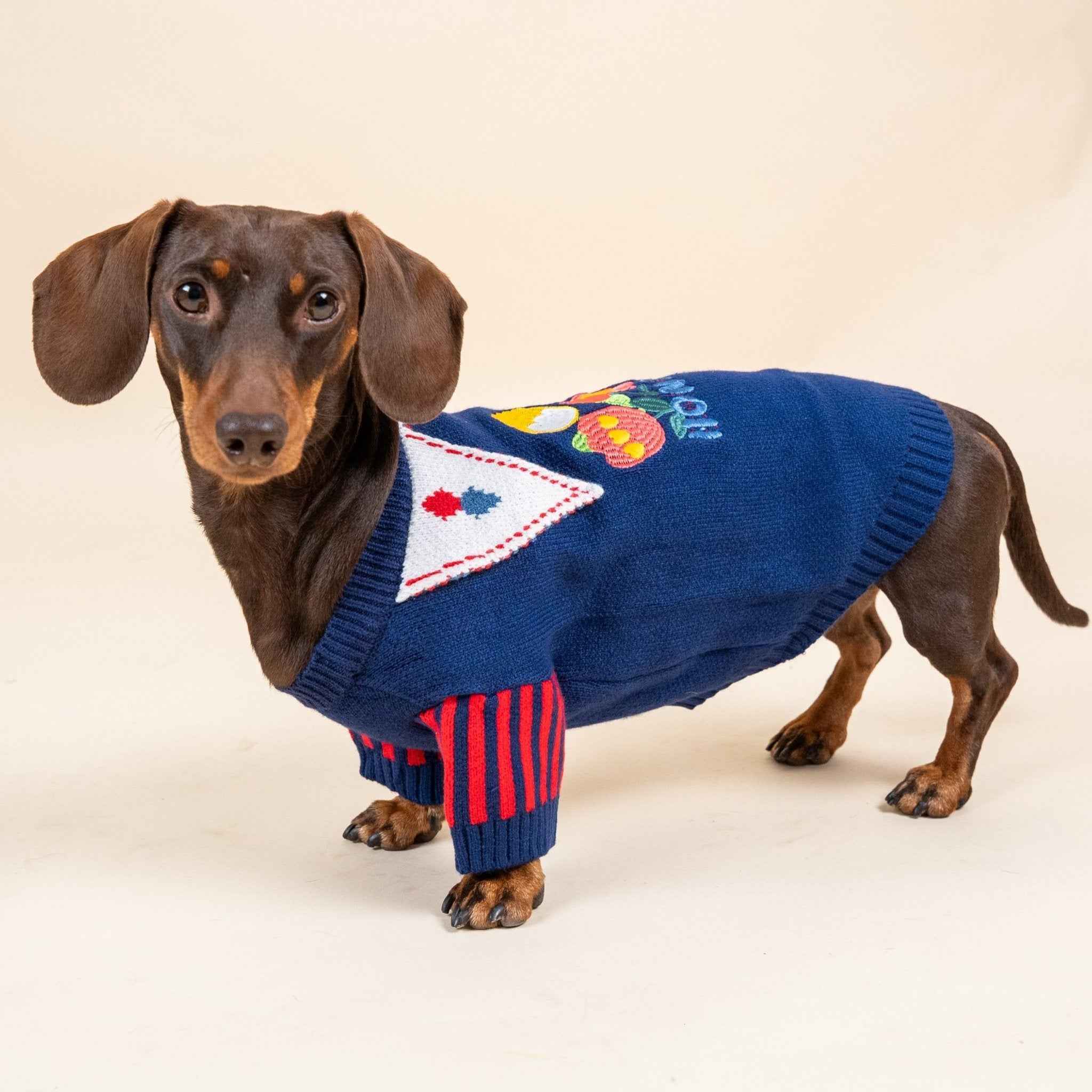 Maglione da Mago per cani  in stile magico – Morbido, Elastico, Caldo e dal Design Floreale