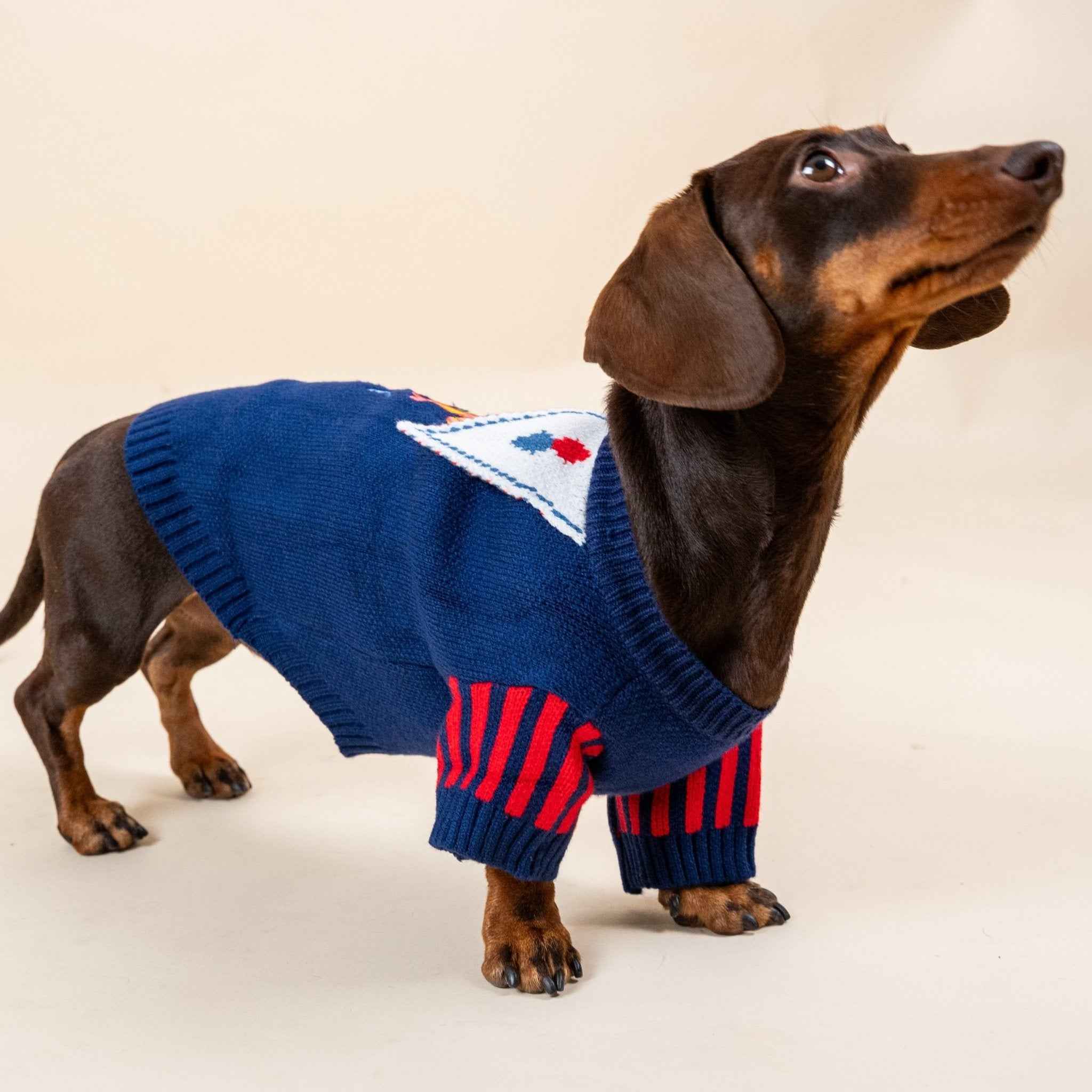 Maglione da Mago per cani  in stile magico – Morbido, Elastico, Caldo e dal Design Floreale