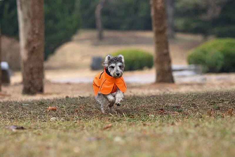 Impermeabile Arancione per Cani con Strisce Riflettenti e Cappuccio Protettivo