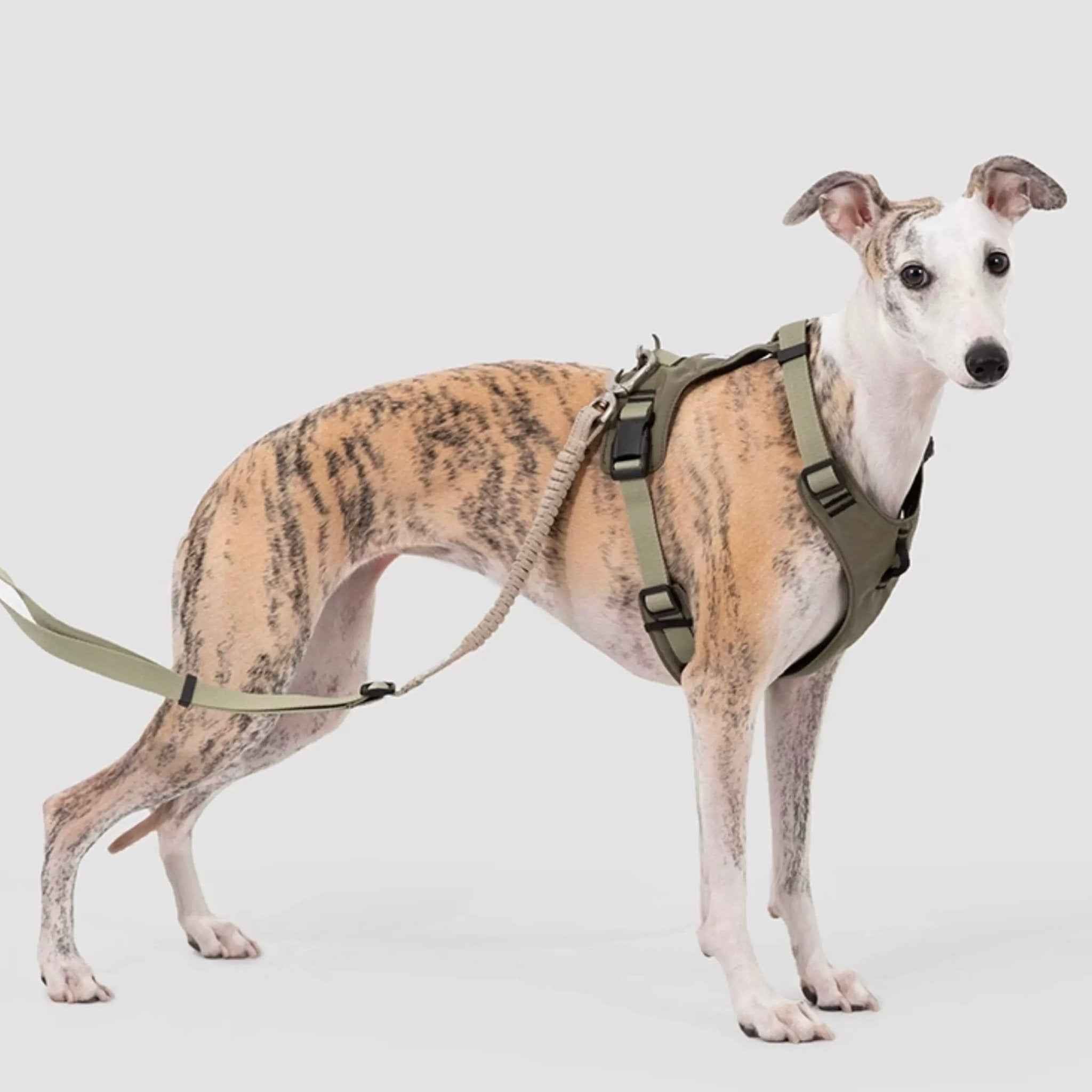 Pettorina Antitrazione per Cani – Ergonomica e Traspirante