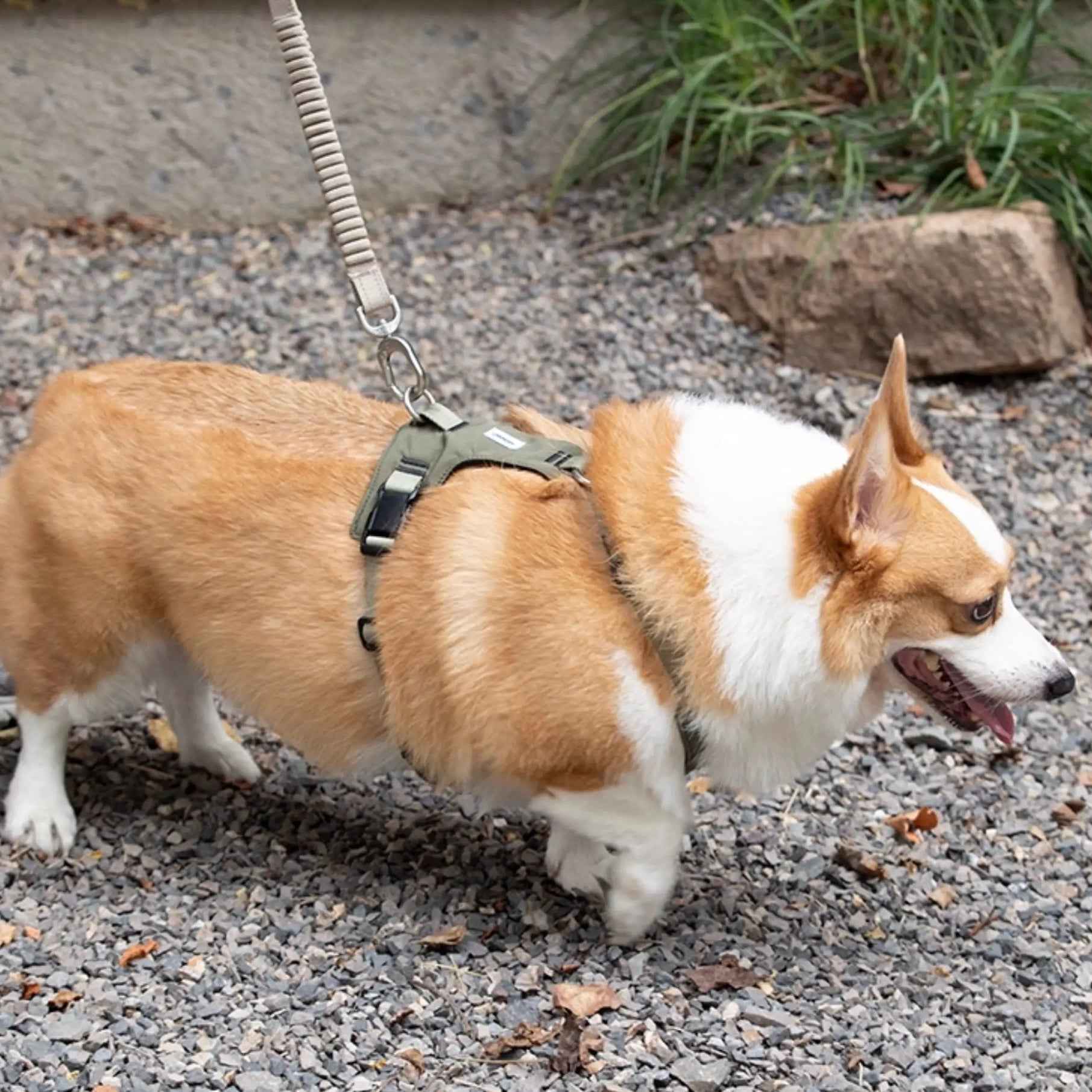 Pettorina Antitrazione per Cani – Ergonomica e Traspirante