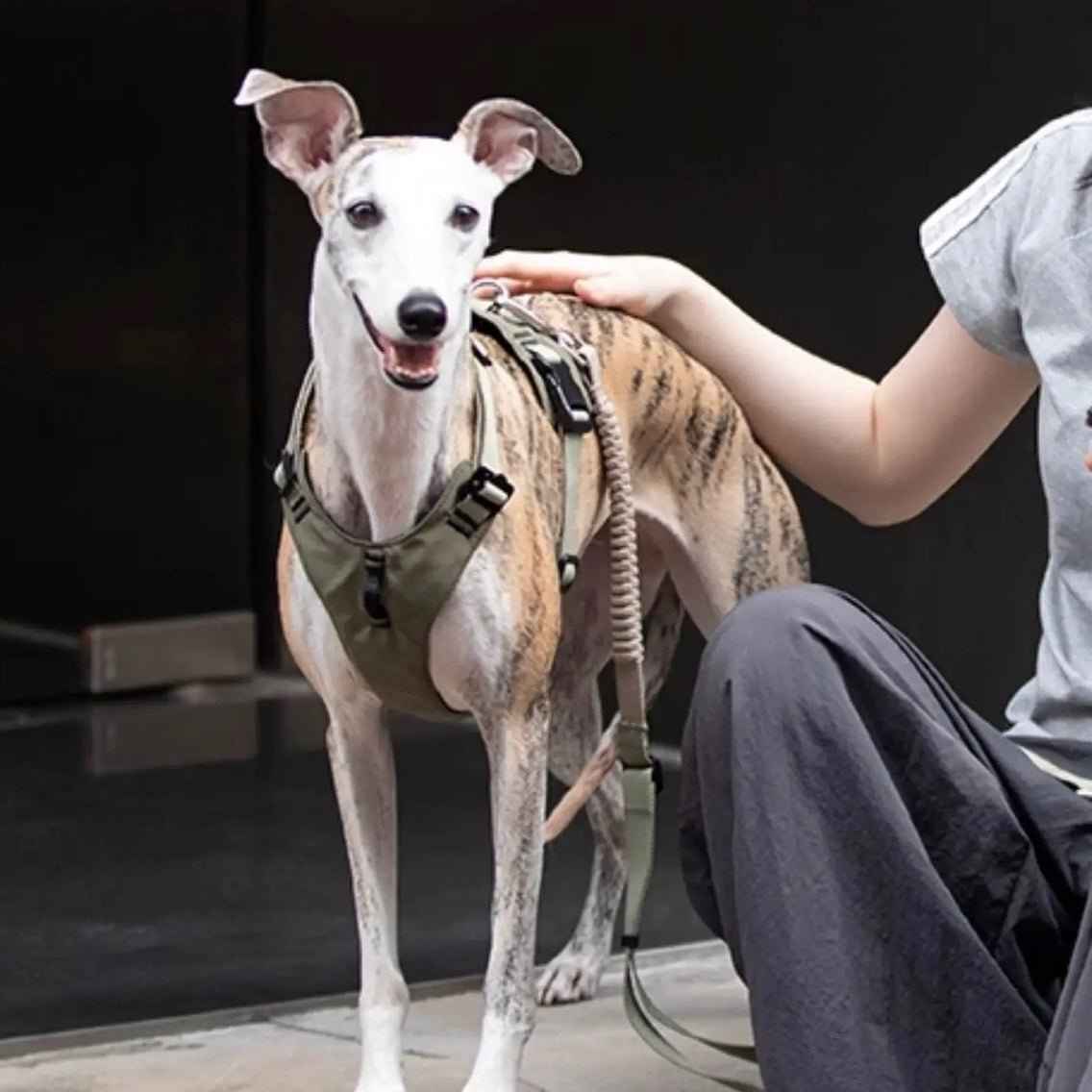 Pettorina Antitrazione per Cani – Ergonomica e Traspirante